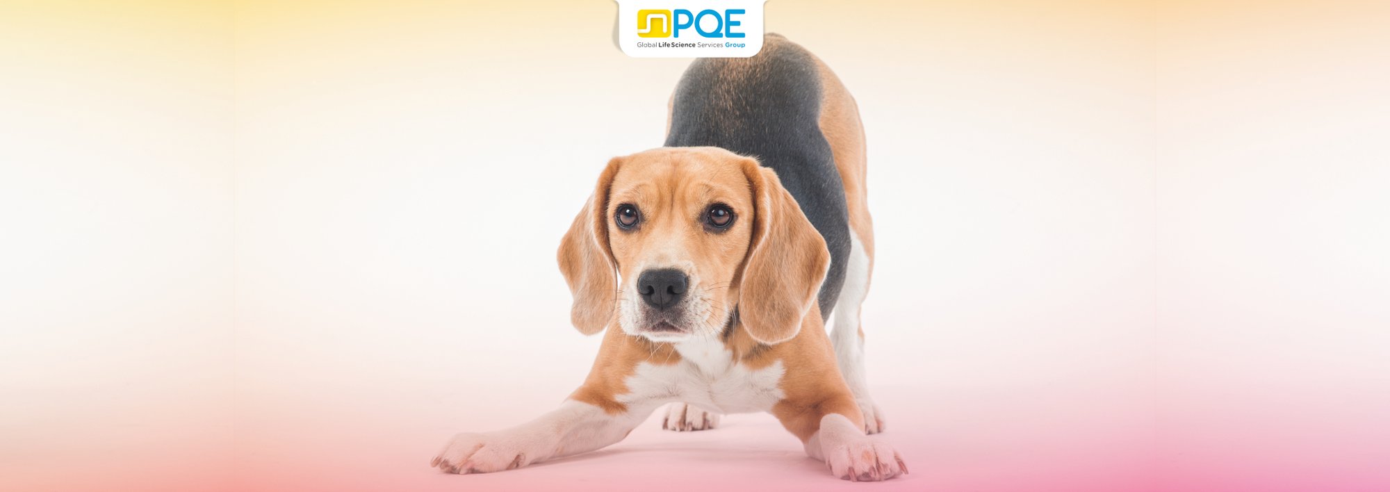 CBD for Canine Epilepsy_Site PQE
