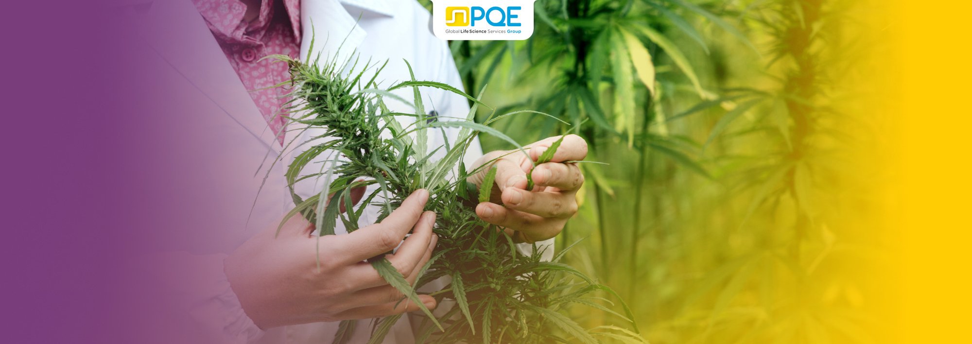 Medical Cannabis Growth_Site PQE