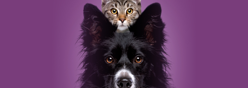 Cannabis Products cats and dogs_Site PQE